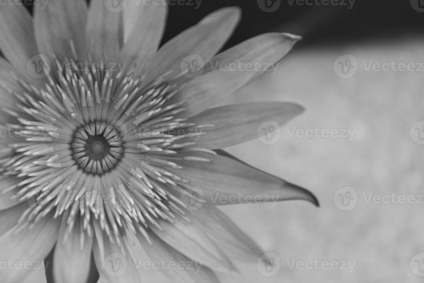 Pink lotus, waterlily photo