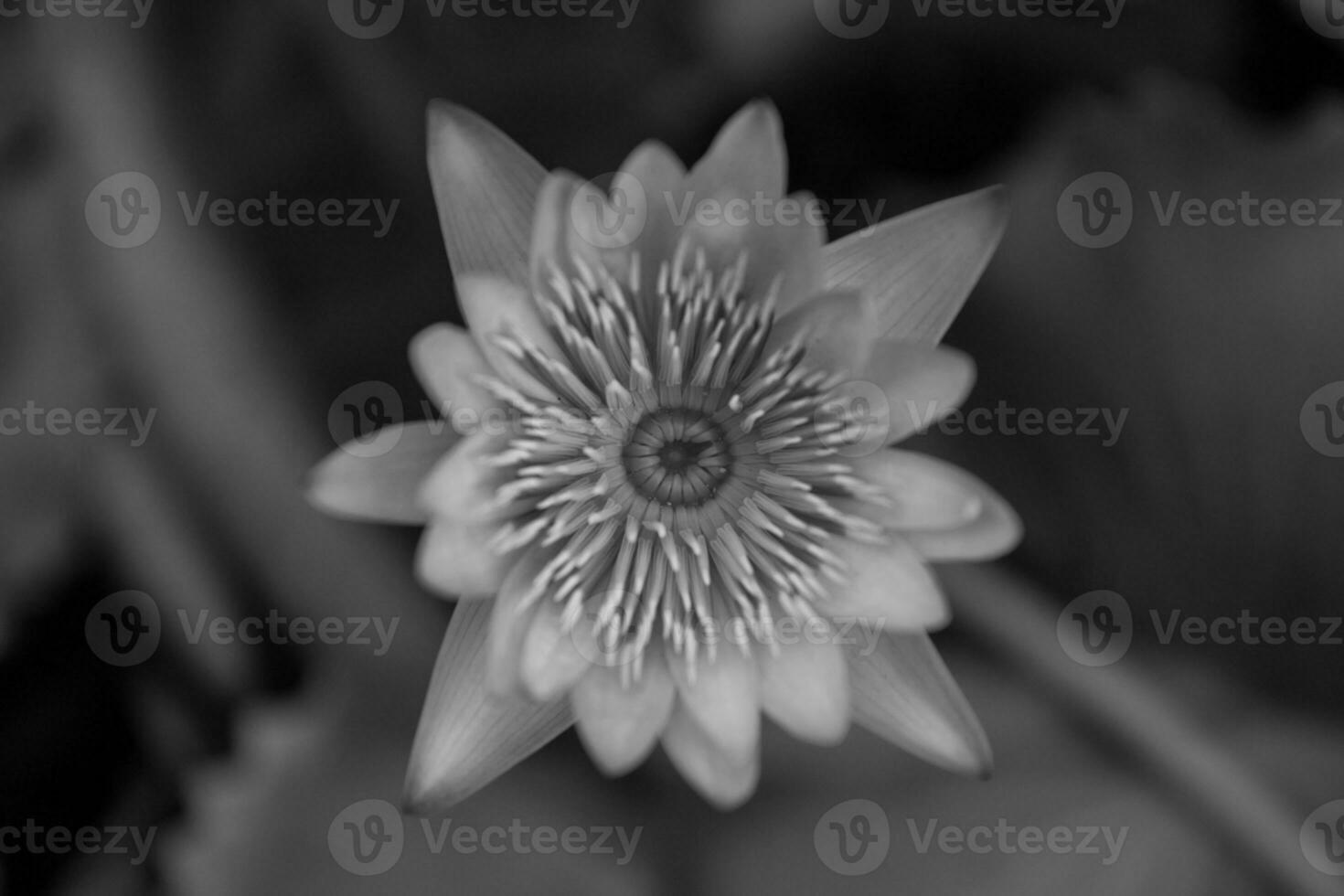 Close up of lotus flower waterlily photo