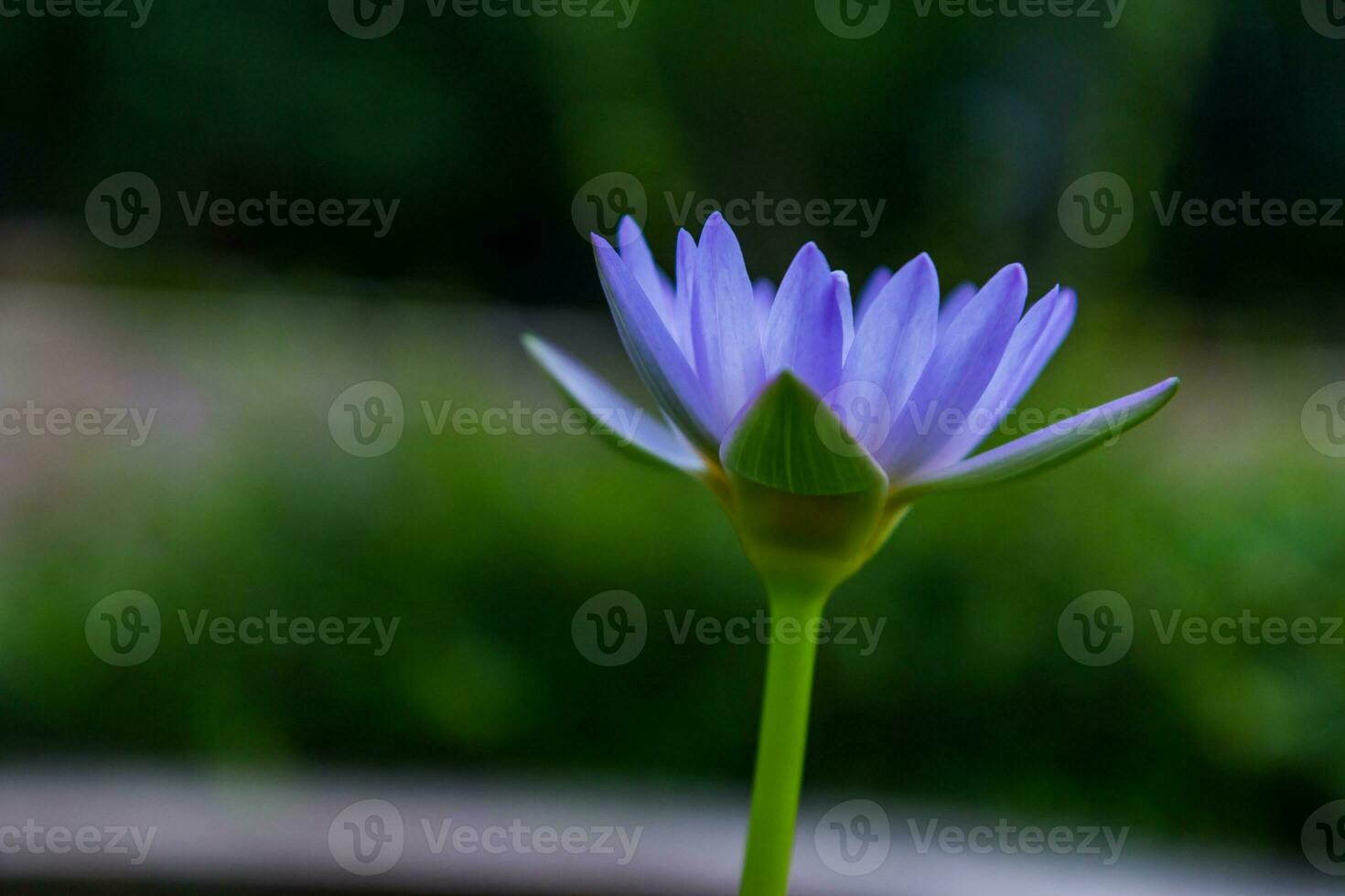 Close up of lotus flower waterlily photo