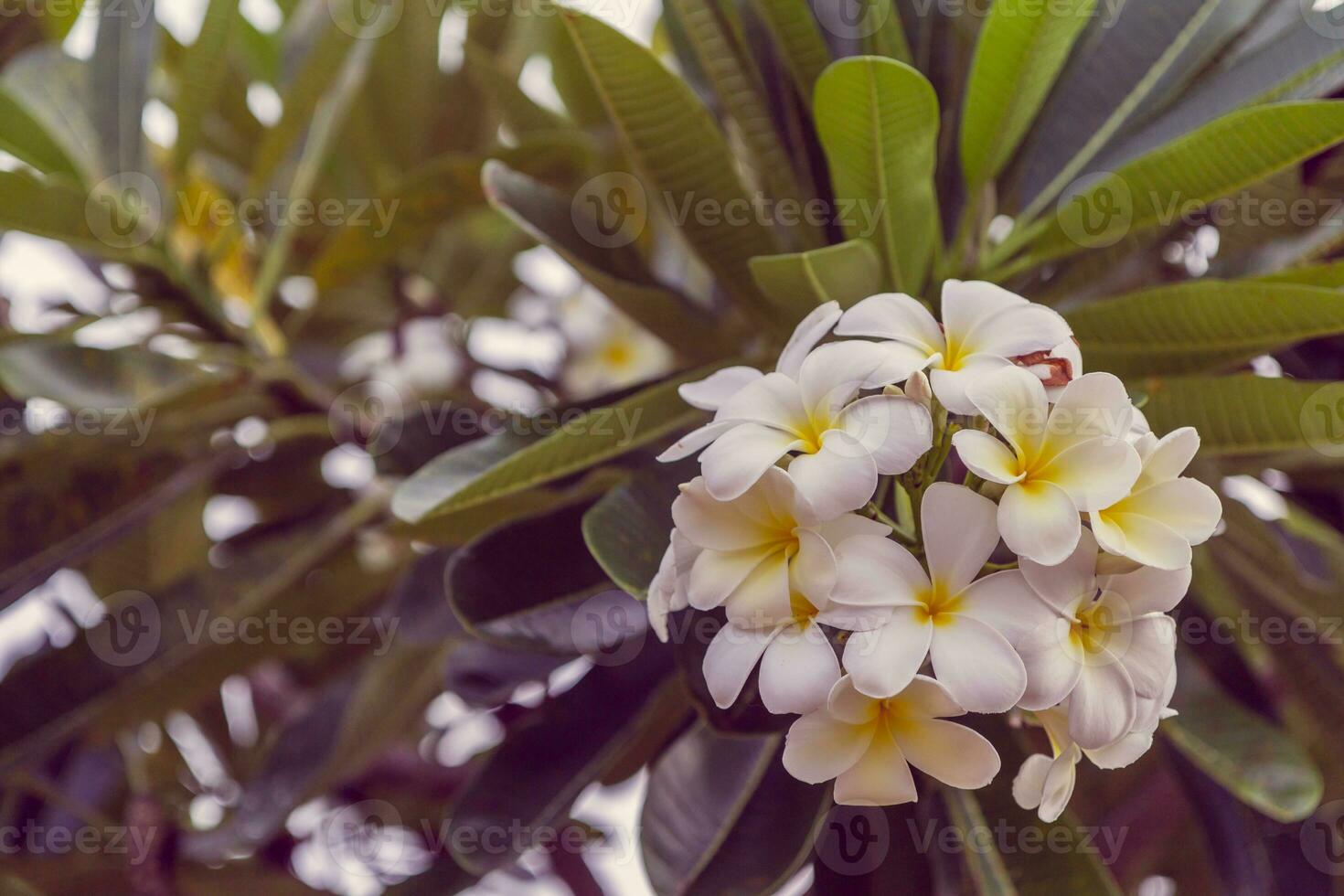 plumeria ページ Plumeria White Flowers In The Garden Stock Photo - Download