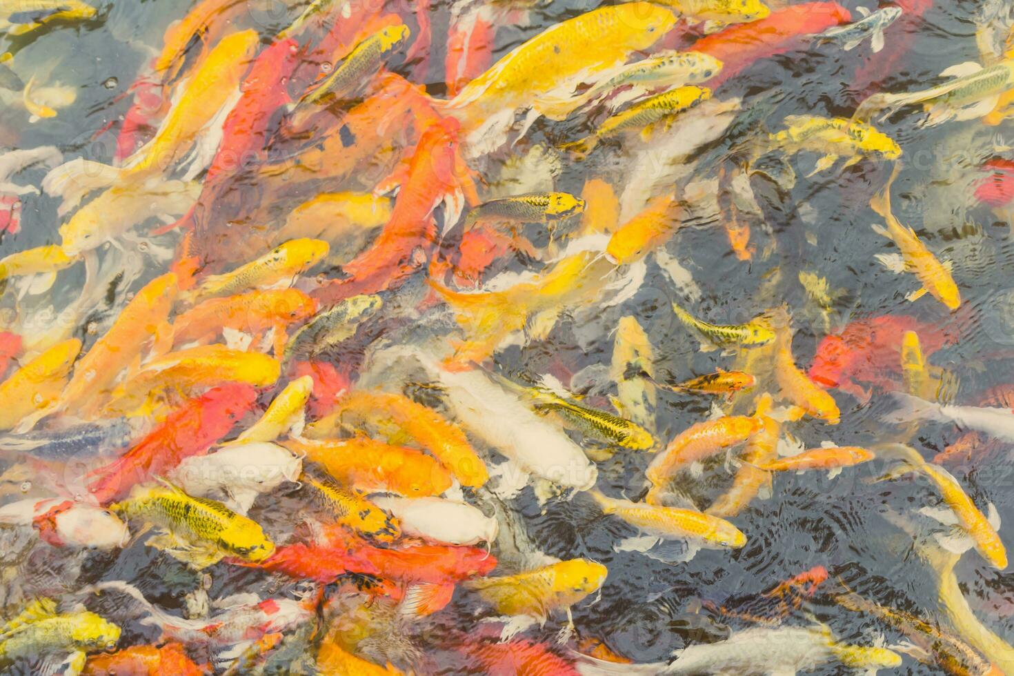 Colorful Koi fish swiming photo