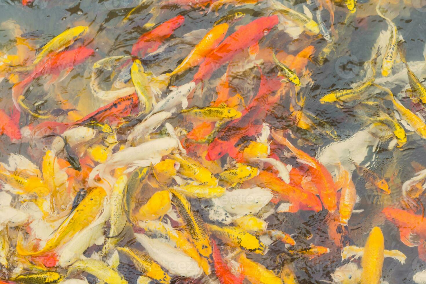 Colorful Koi fish swiming photo