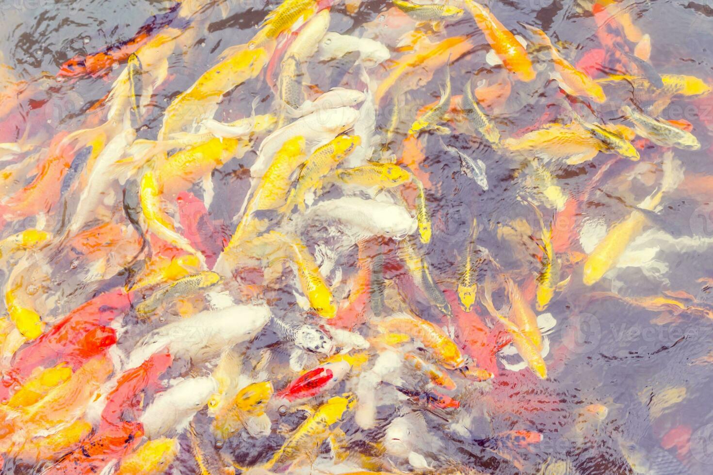 Colorful Koi fish swiming photo