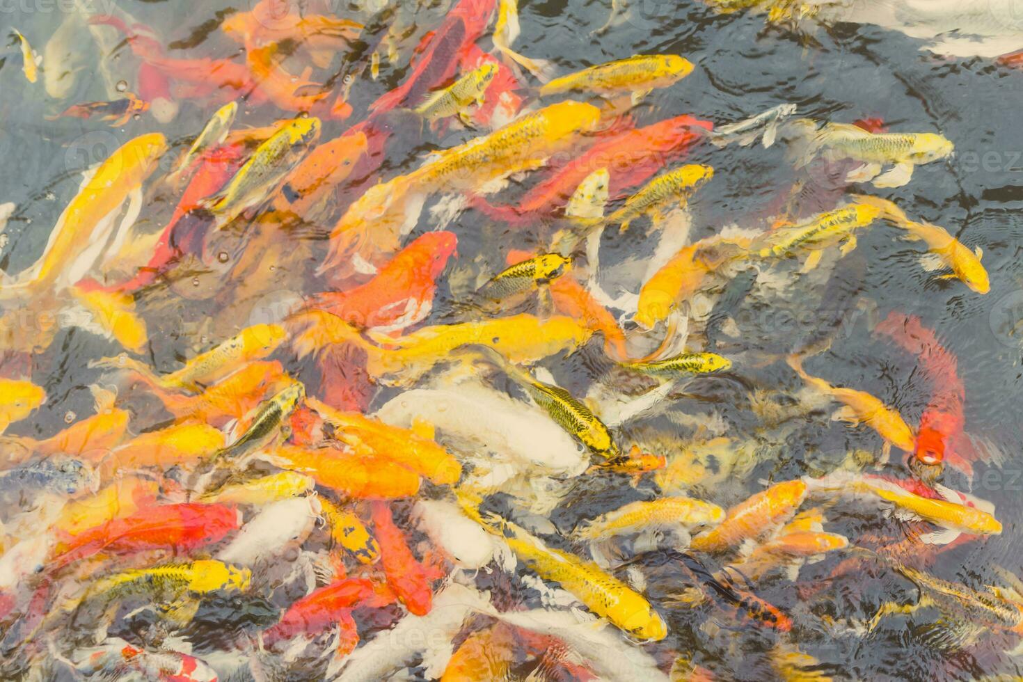Colorful Koi fish swiming photo