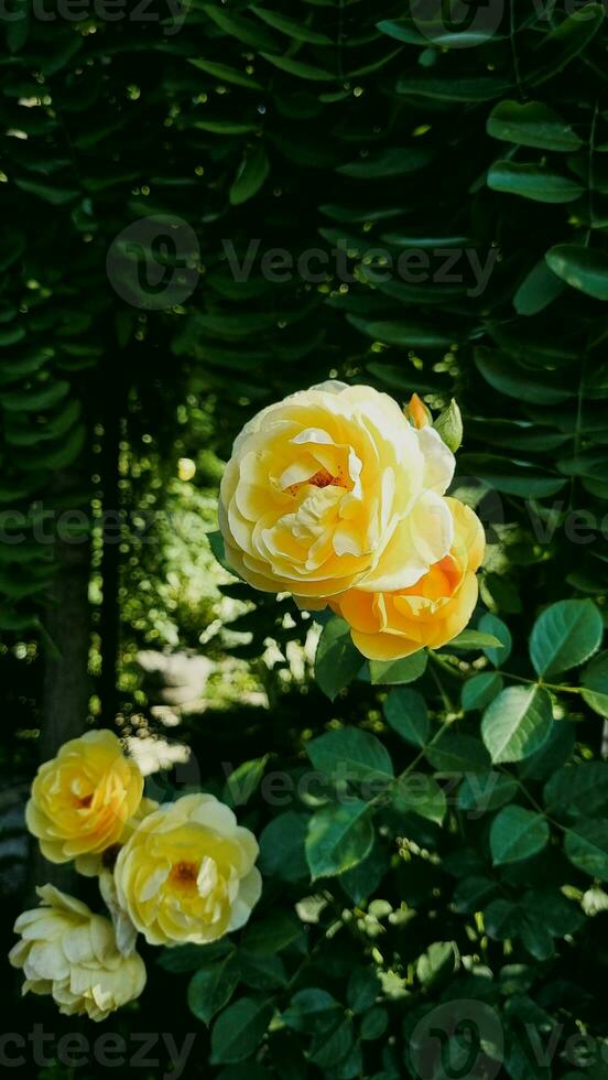 Beautiful bush of yellow roses in a spring garden. Rose garden. Green background photo