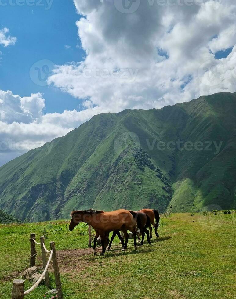 salvaje caballos me gusta mustangs pacer en limpiar alpino prados floreciente prados en contra el fondo de hermosa bosque picos, el Dom es configuración, un calentar verano noche foto