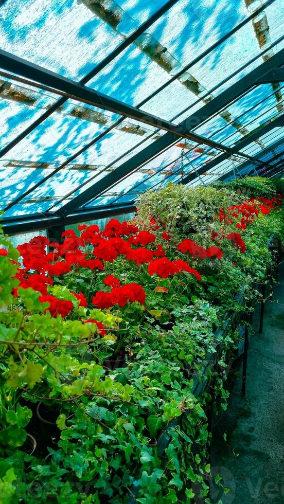 Frame flowers in a greenhouse, garden flowers are beautiful, high quality photos