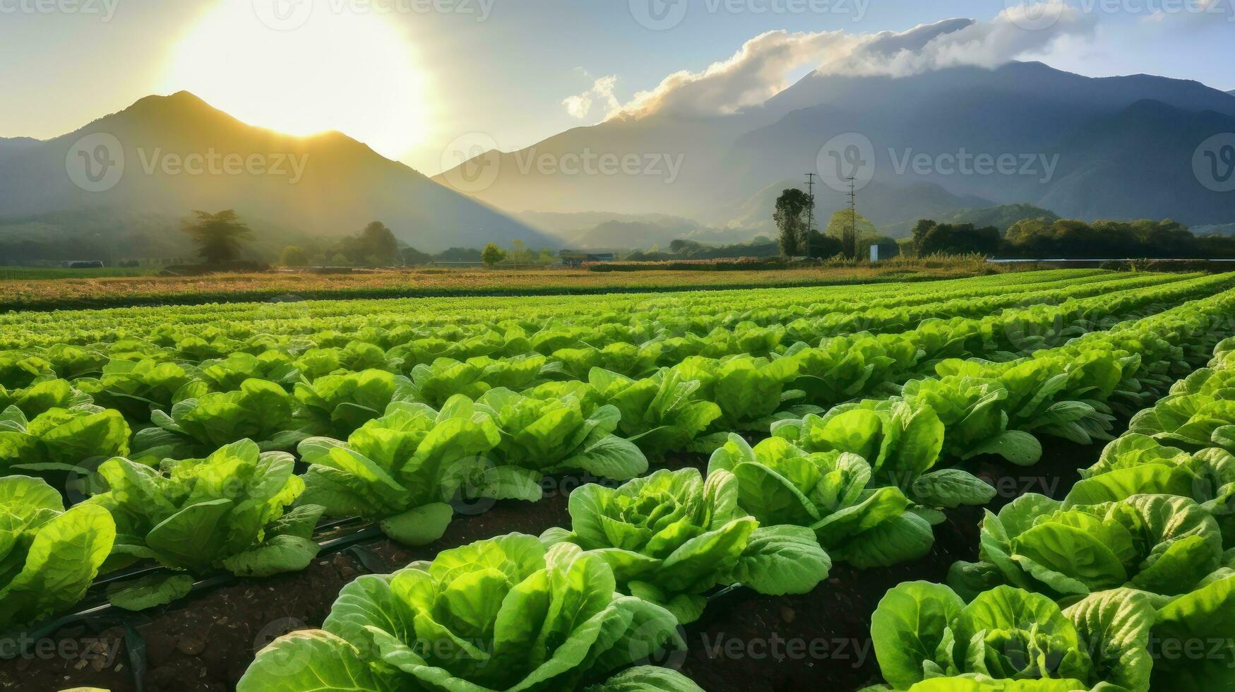 Agricultural industry. Growing salad lettuce on field. Generative Ai. photo