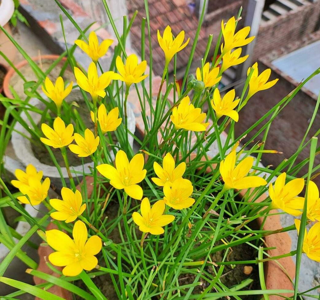 Blooming flower in the garden photo