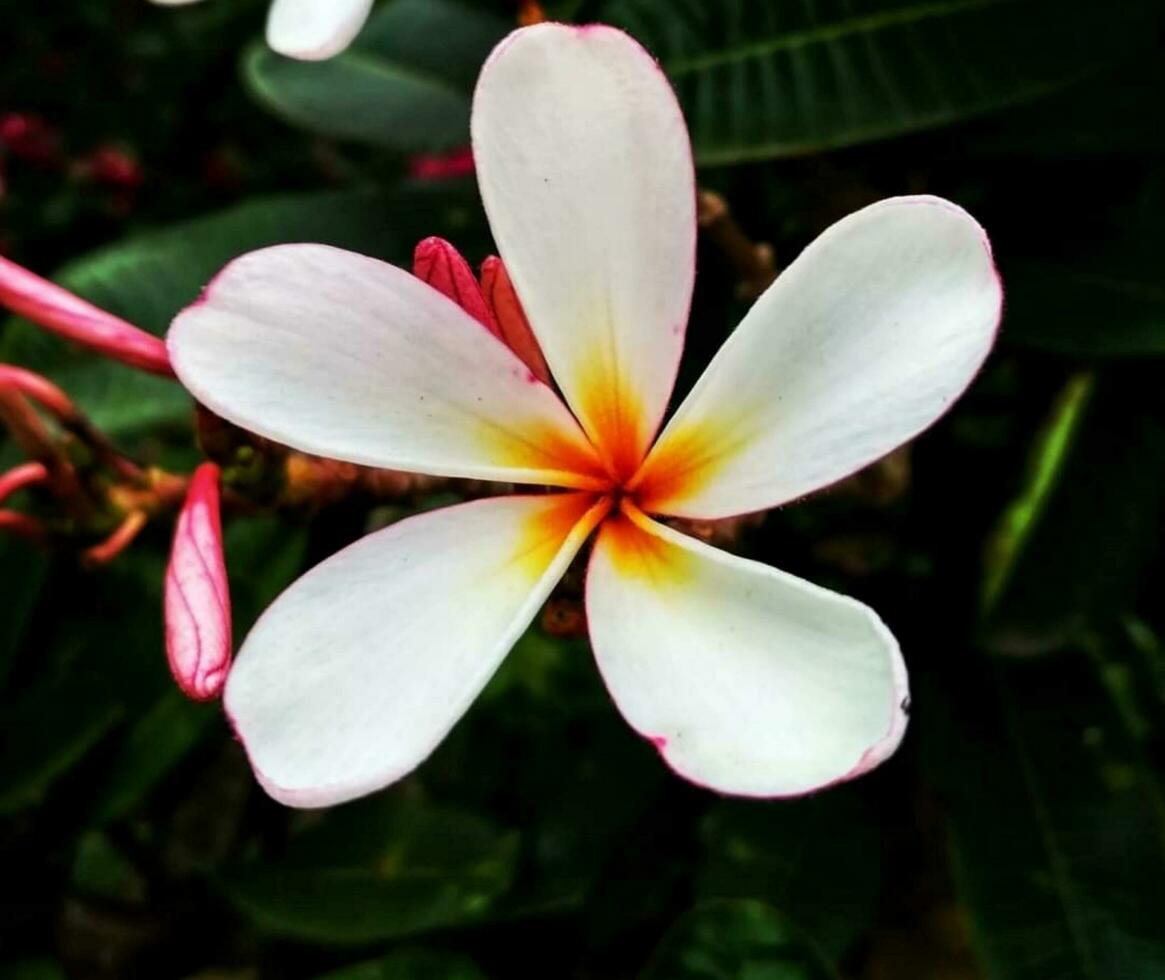 Blooming flower in the garden photo