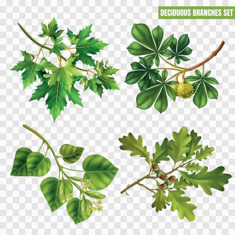 Realistic Tree Branches Set vector