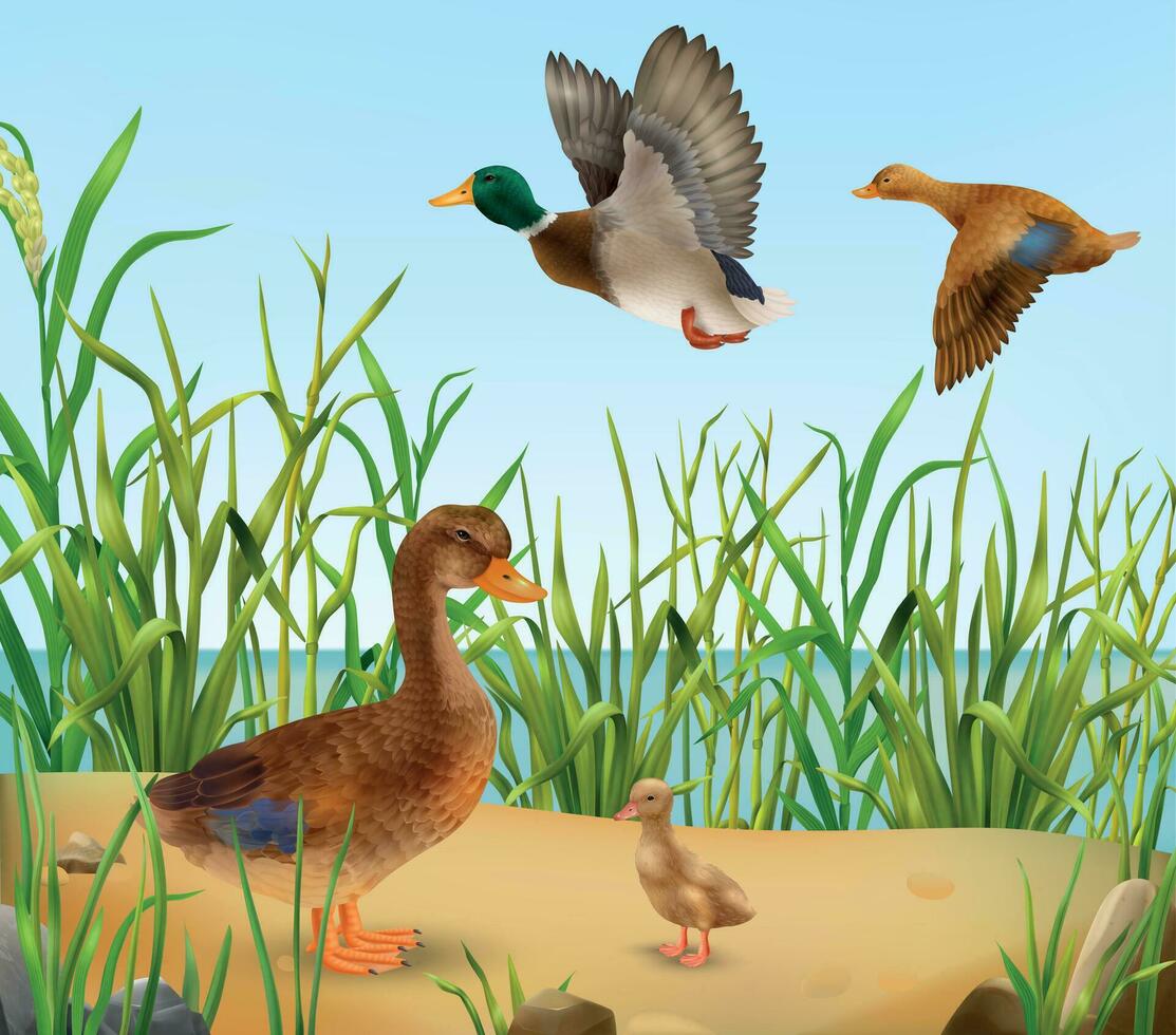 Realistic Wild Ducks vector