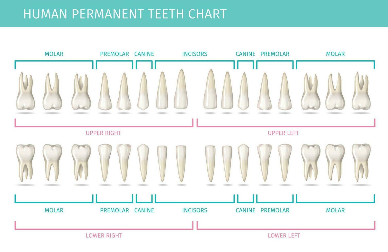 Human Teeth Chart vector