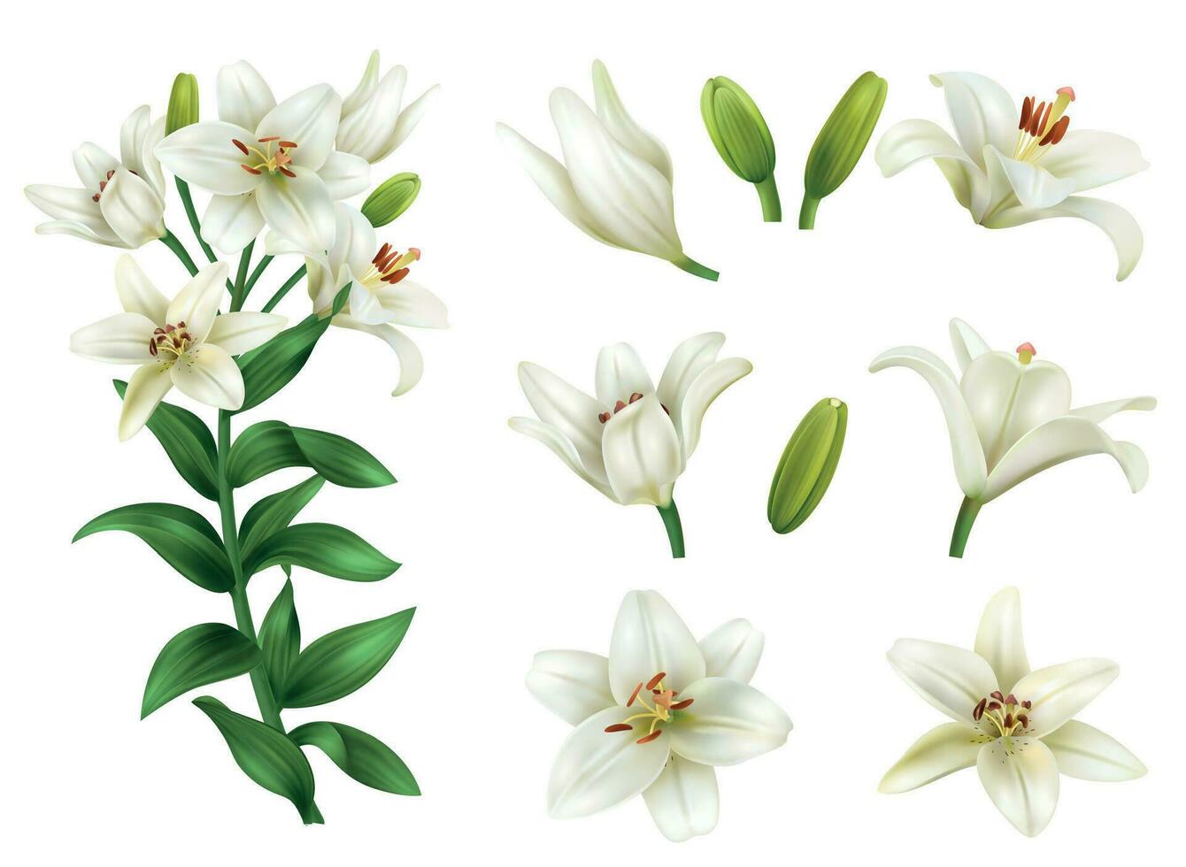 Realistic Lily Flower Set vector