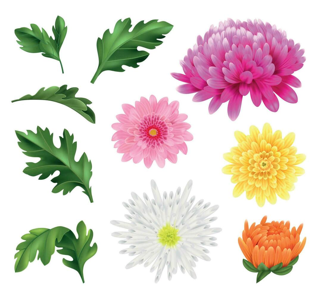 Realistic Chrysanthemum Flower Set vector