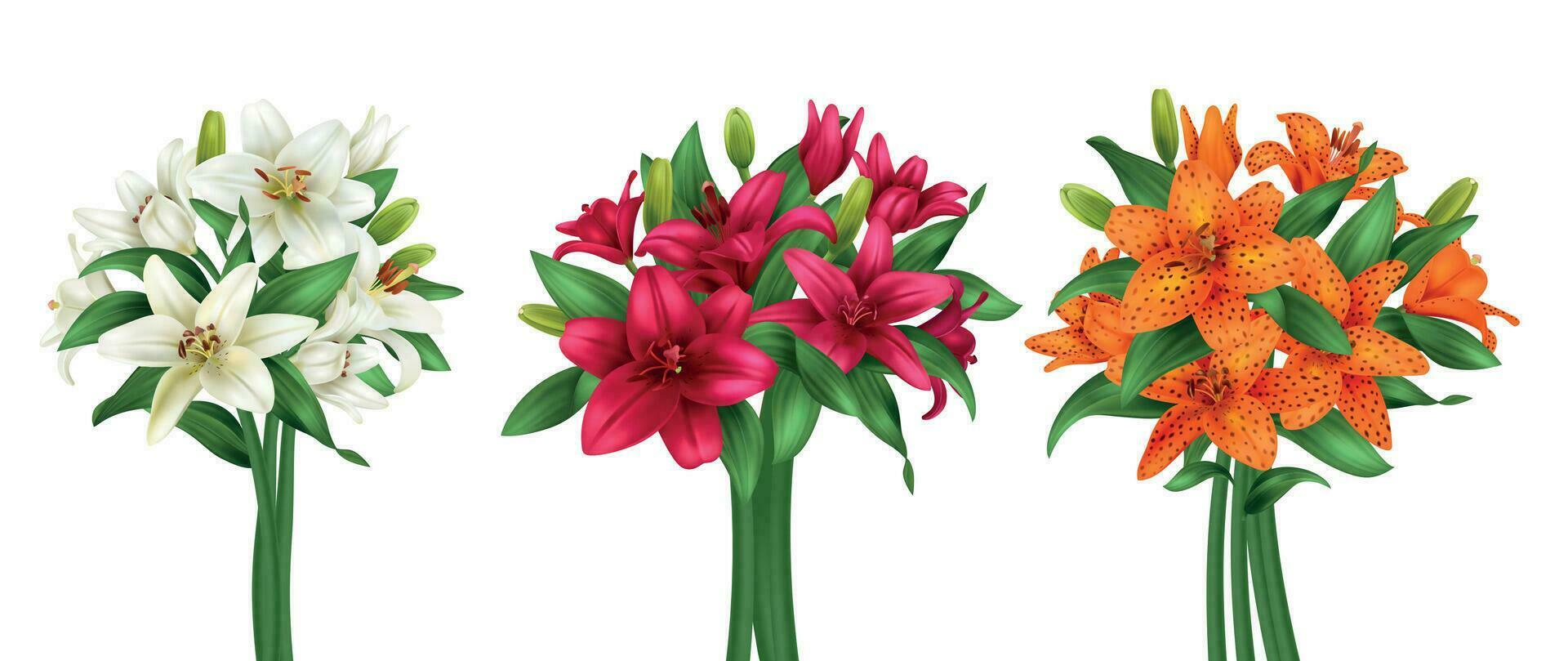 Realistic Lily Set vector