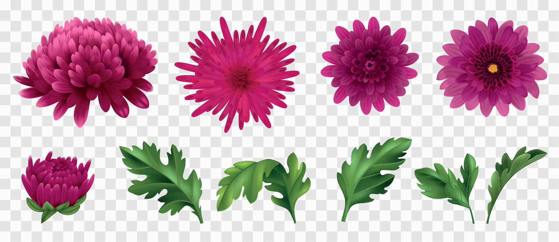 Realistic Chrysanthemum Set 27177554 Vector Art At Vecteezy Realistic Chrysanthemum Set 27177554 Vector Art At Vecteezy