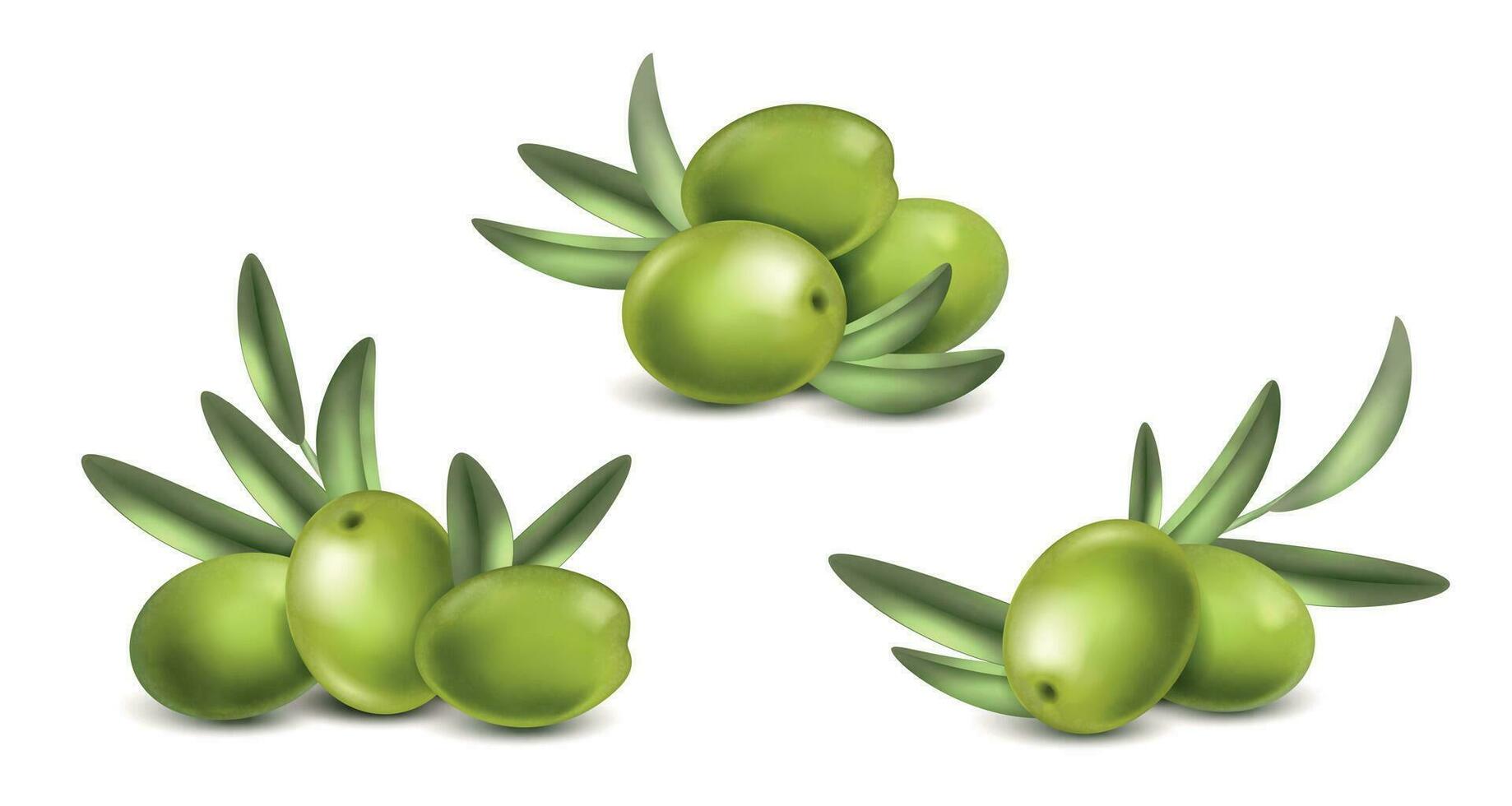 Realistic Olive Green Set vector