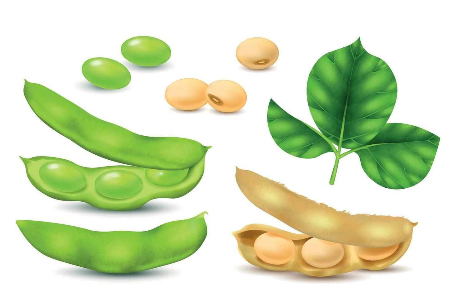 Realistic Soybean Set vector