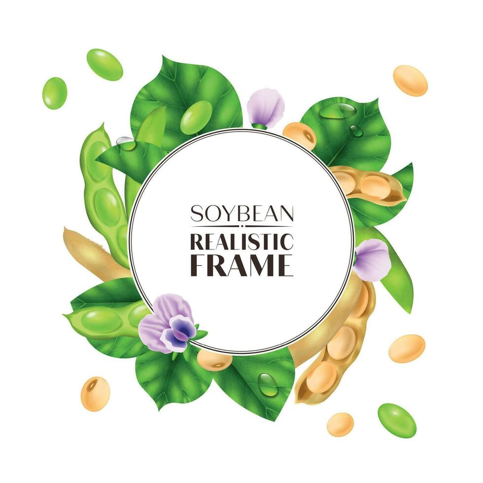 Realistic Soybean Frame vector