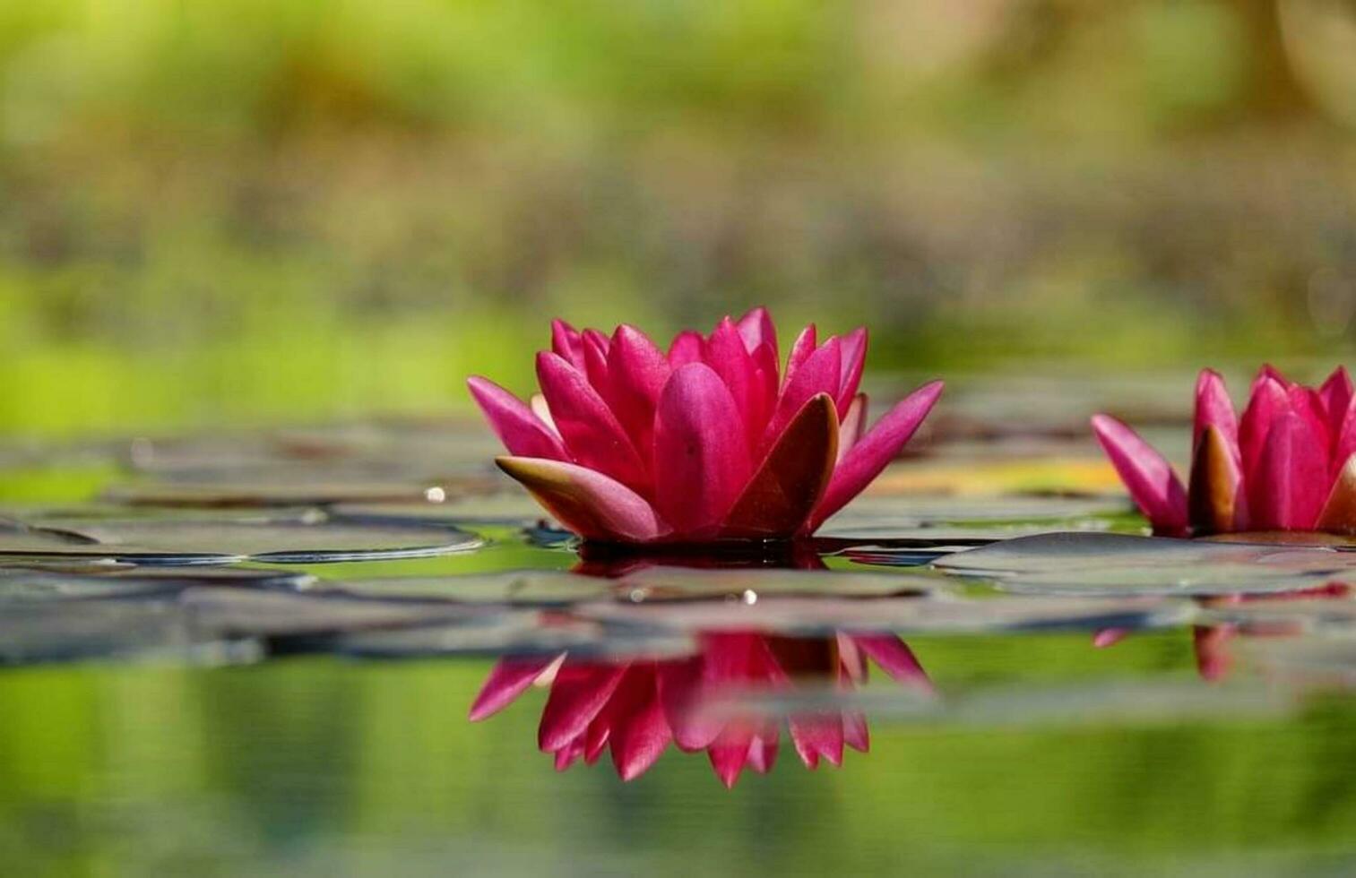 blooming flower in the garden photo