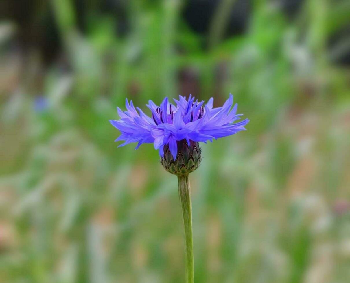 blooming flower in the garden photo