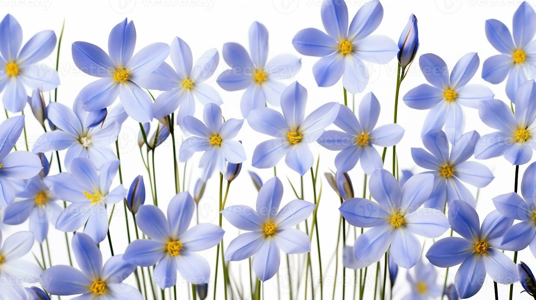 Blue Eyed Grass flower pattern background. Flower background texture. Generative AI photo