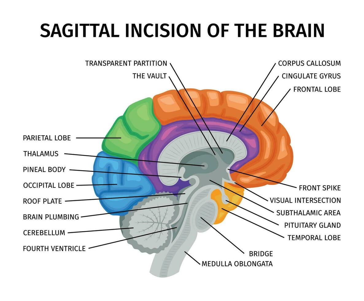 Brain Sagittal Incision Composition vector