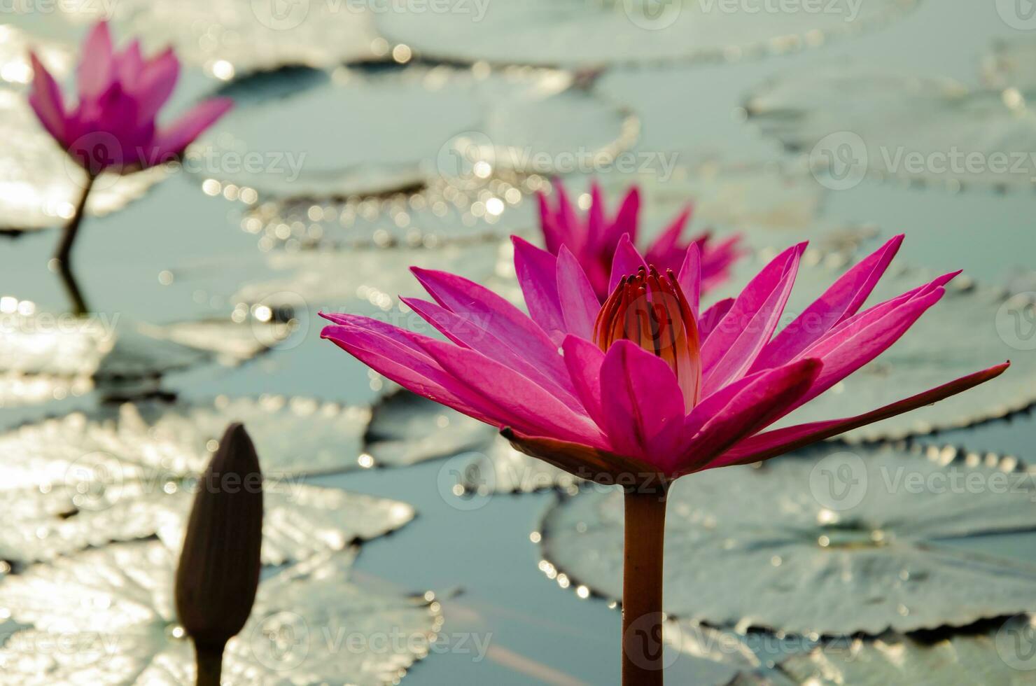 Red Lotus Blooming in Natural Pond photo