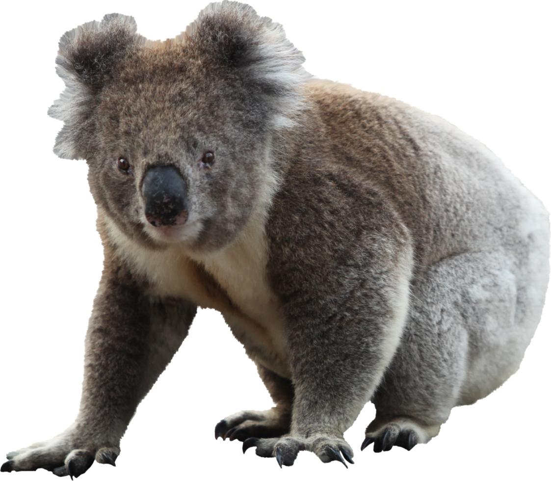 Australië dieren foto's png