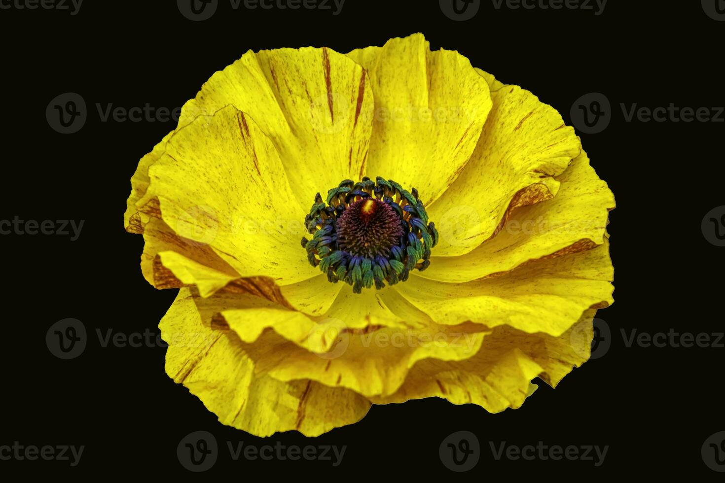 un brillante amarillo ranúnculo flor fotografiado desde un oblicuo ángulo foto