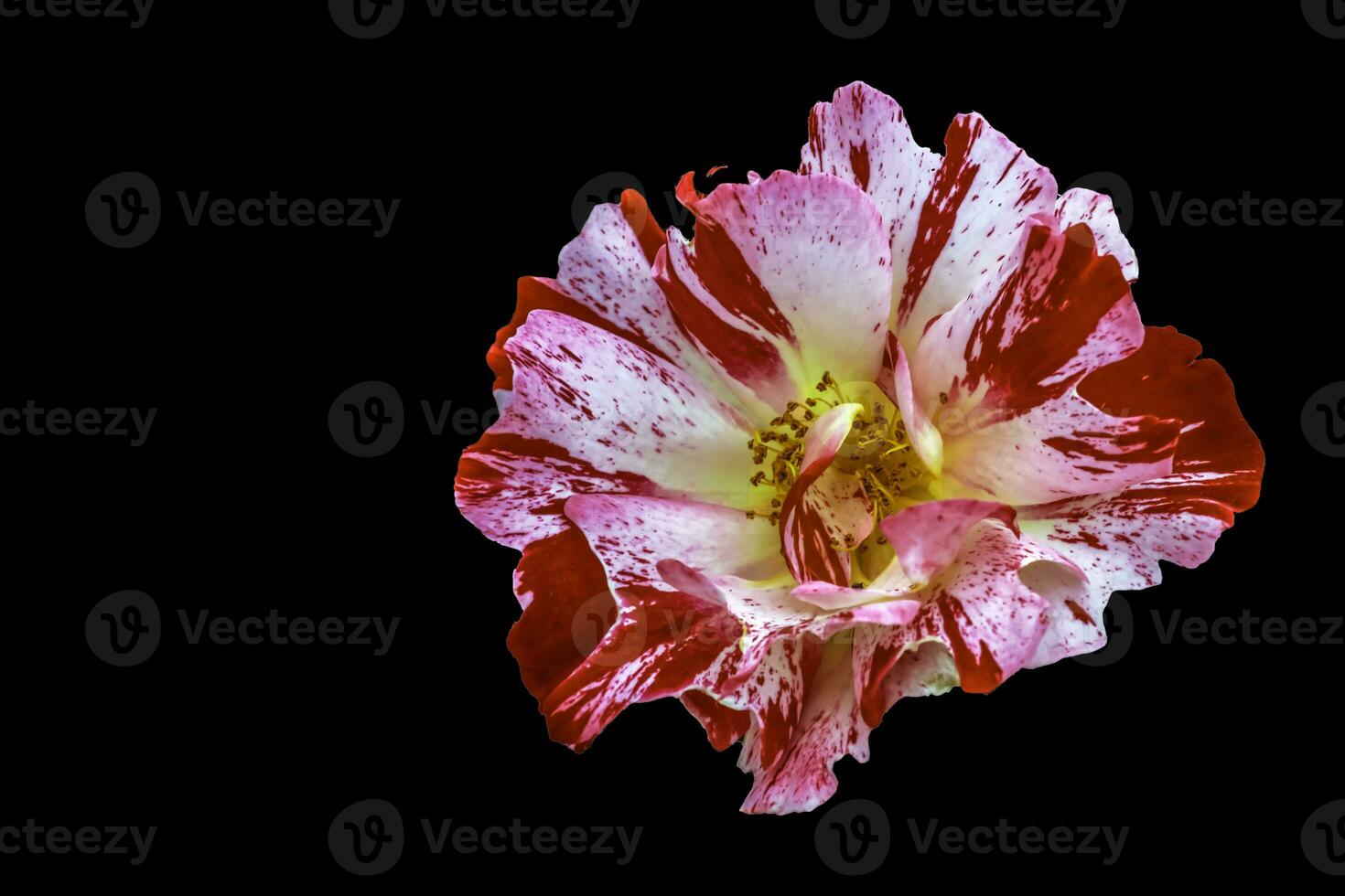 un rojo y blanco ranúnculo fotografiado desde encima foto