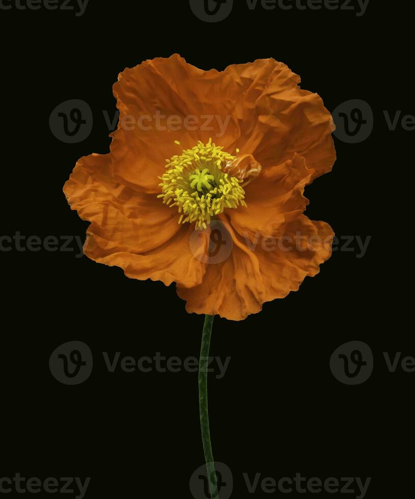 A frontal photograph of an orange Iceland Poppy photo