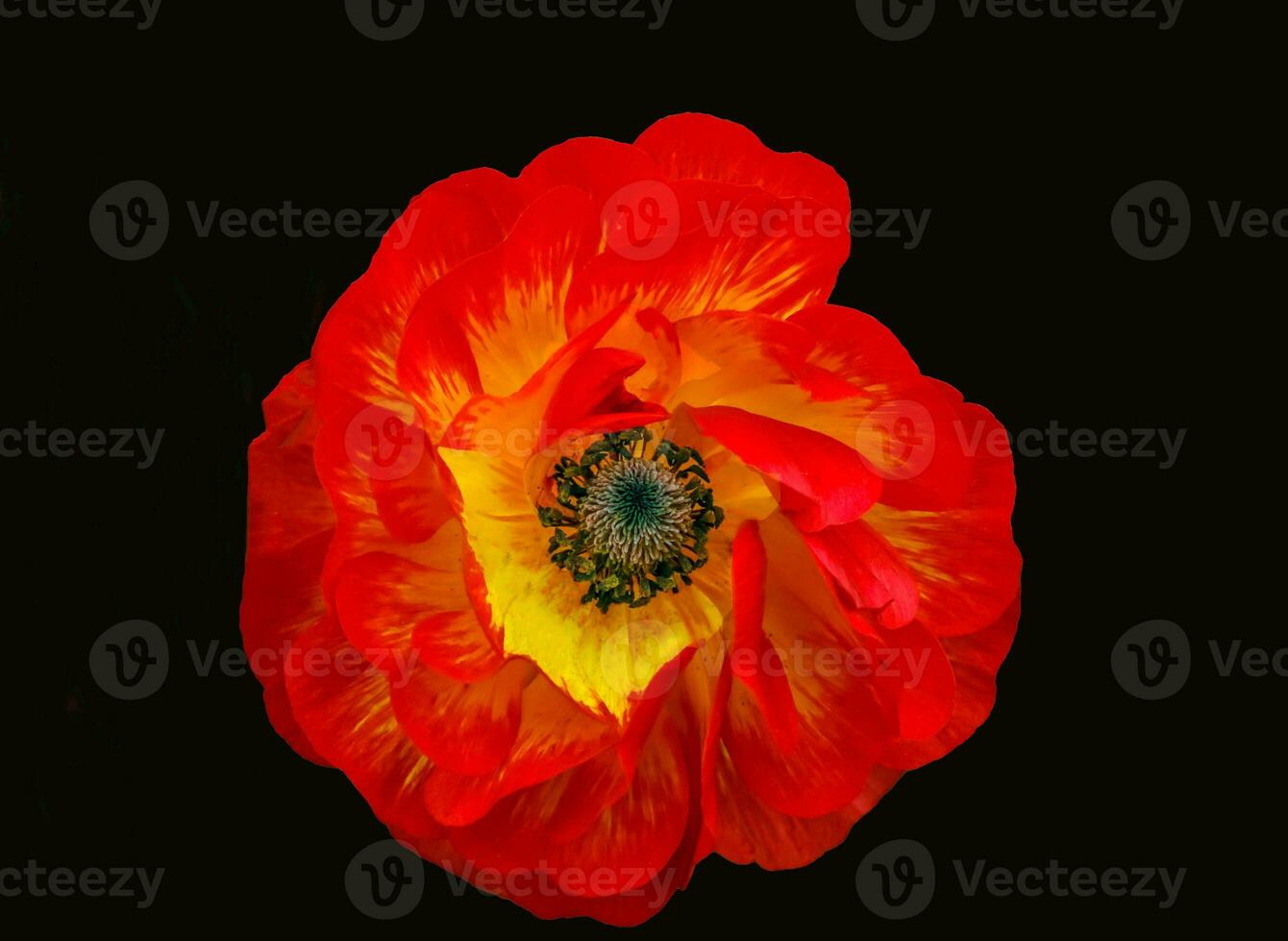 A brilliantly red Ranunculus flower photographed from above photo