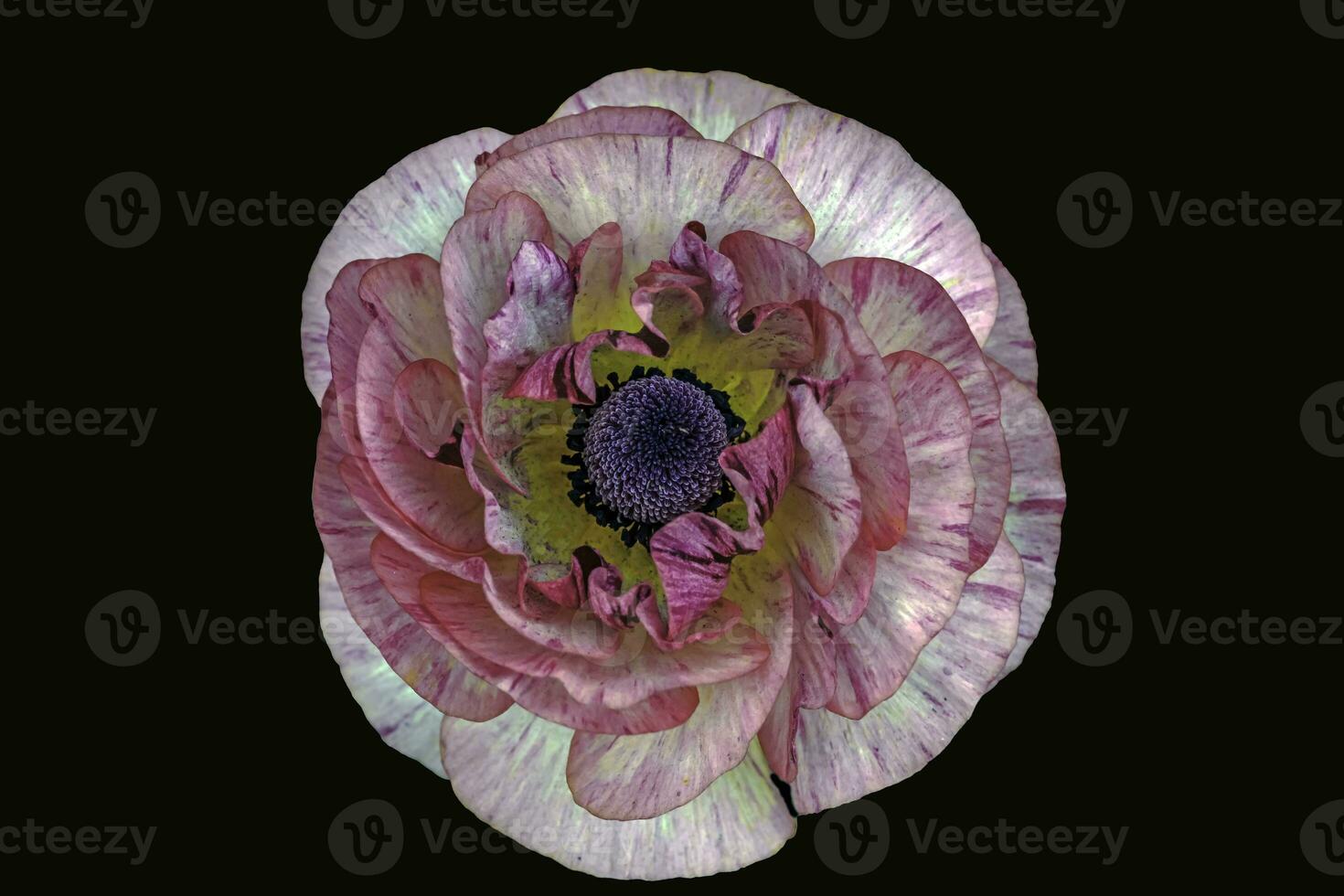 An overhead photograph of a white with lavender Ranunculus flower photo