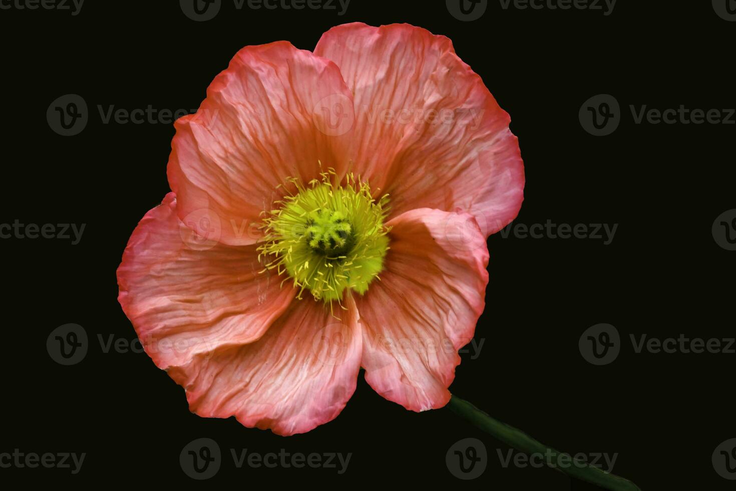 A red-pink Iceland Poppy photographed from above photo