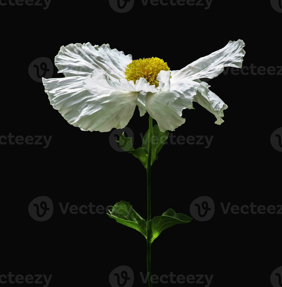 A wind blown California Tree Poppy photo