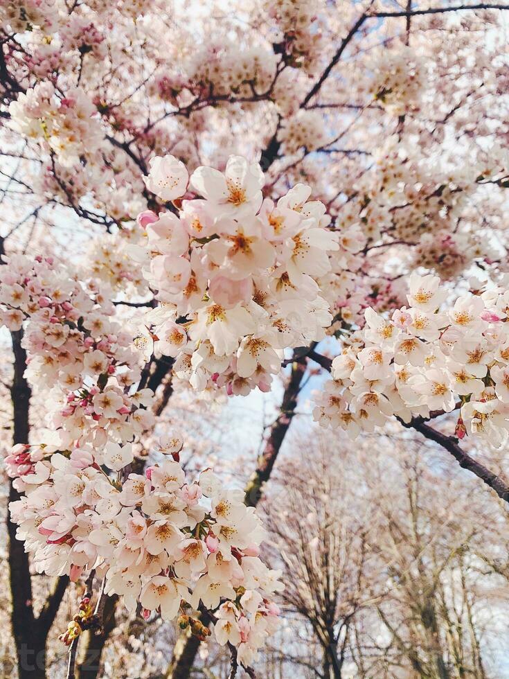 Sakura in spring photo