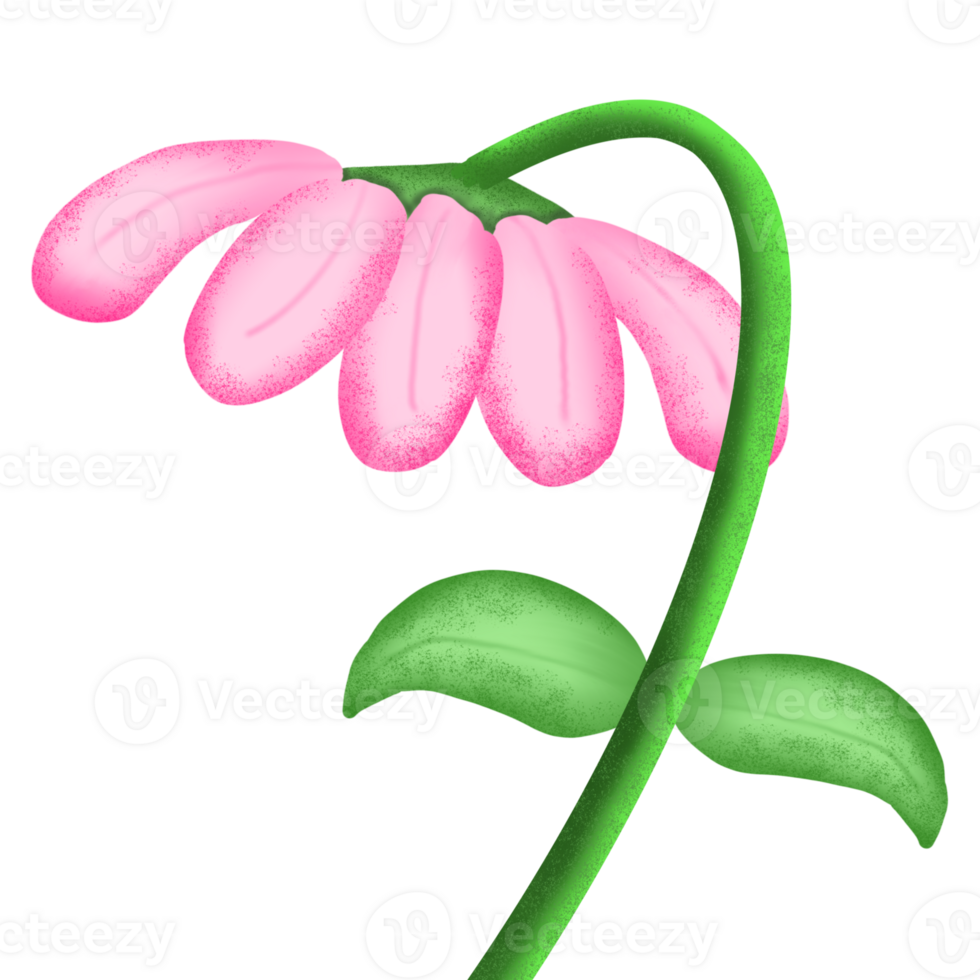 fleur de marguerite rose png