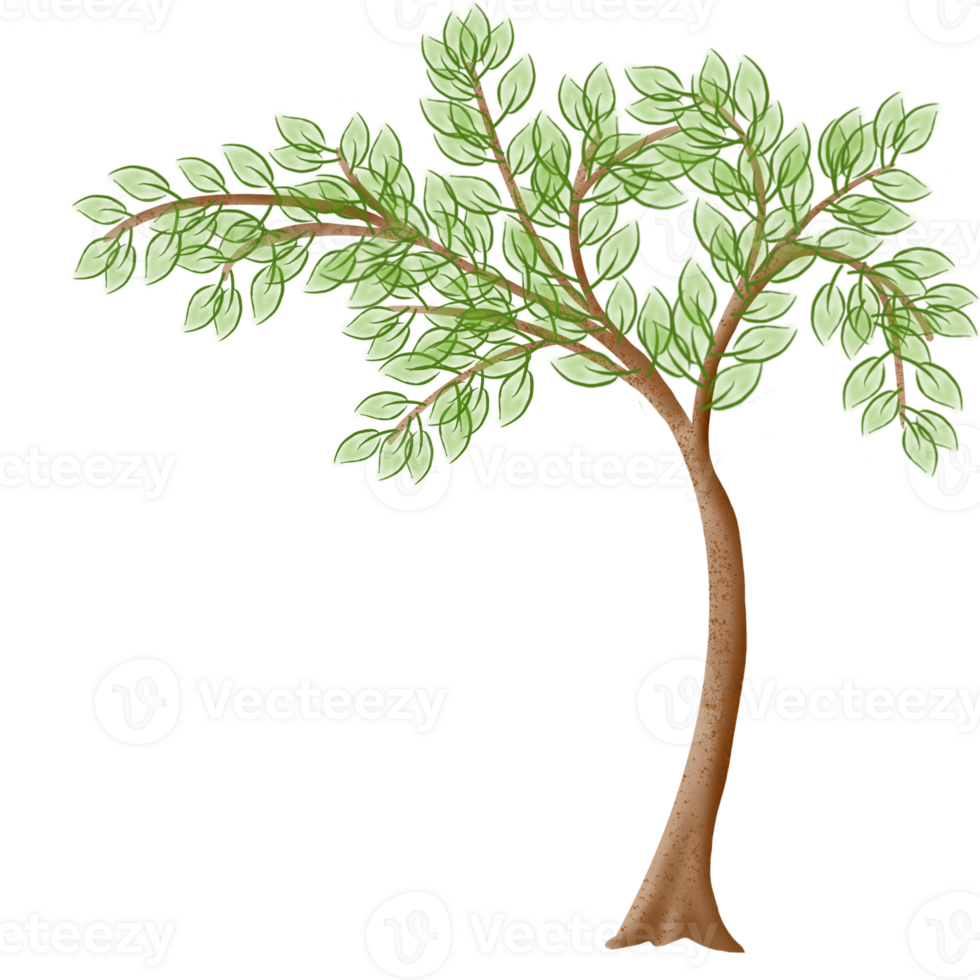 Summer Tree green png