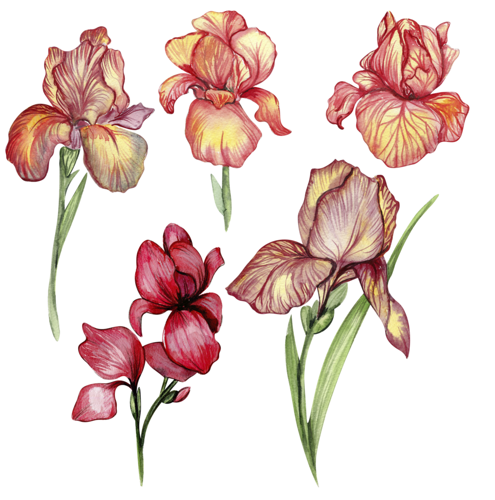 Iris flower set png