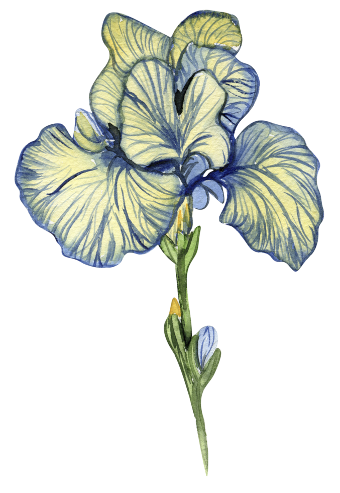 Iris flower blue . png