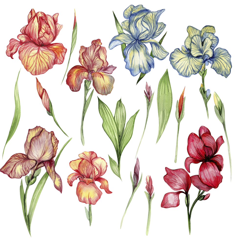 Iris flower set . png