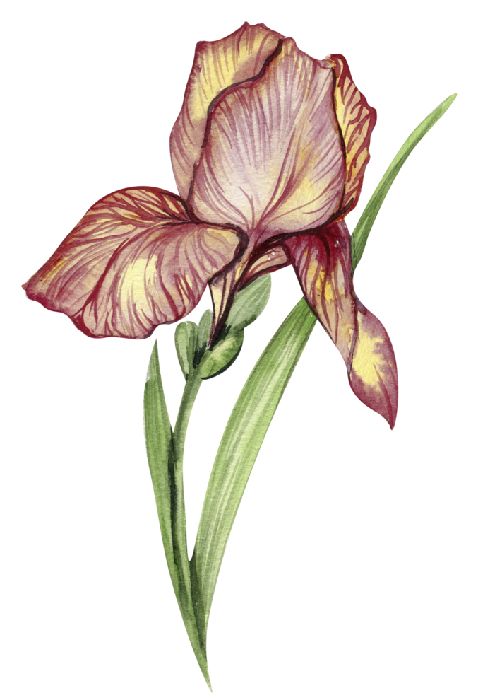 Iris flower red. png