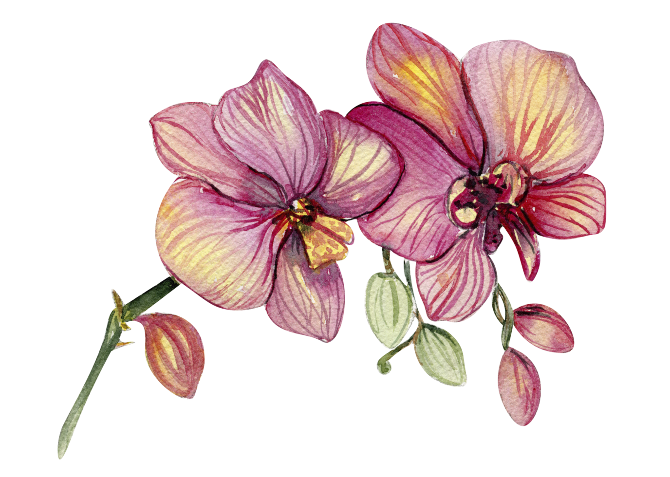 Orchid branch flower png