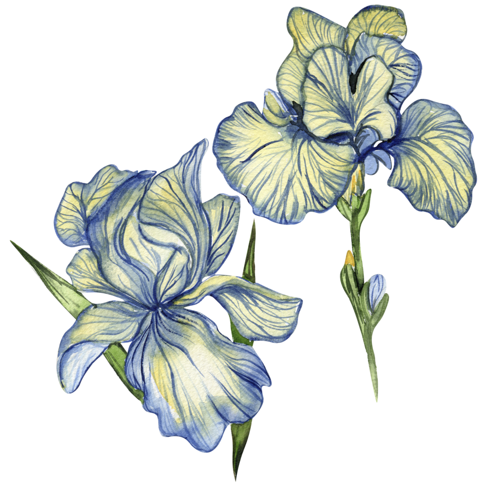 Iris flower blue . png