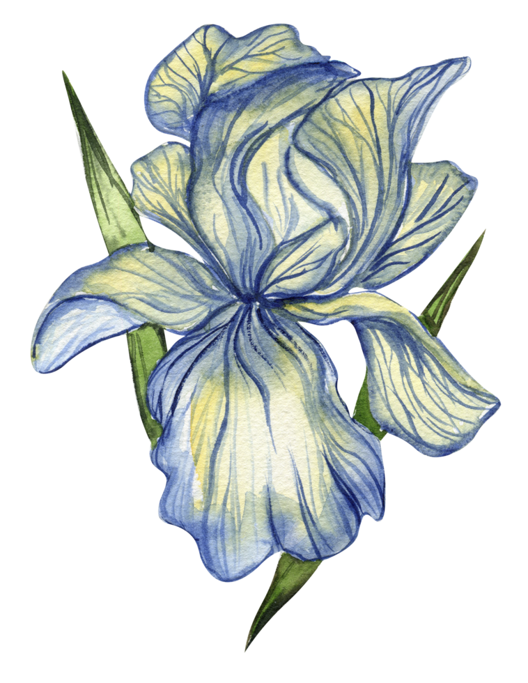 Iris flower blue . png