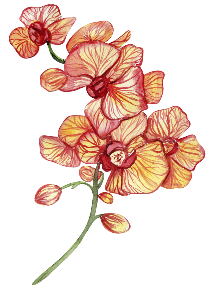 Orchid branch flower png