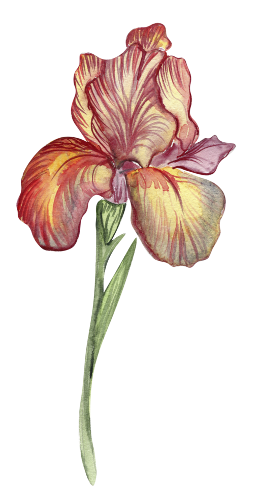 Iris flower red. png