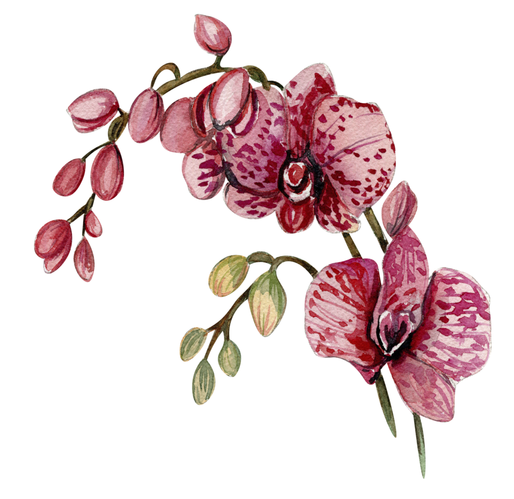 Orchid branch flower png